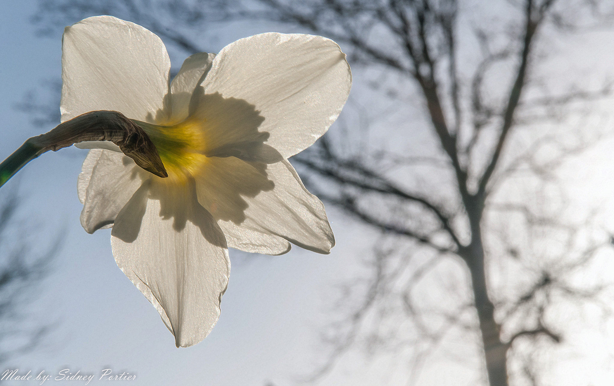 Nikon D90 + Sigma 17-70mm F2.8-4.5 DC Macro Asp. IF sample photo. Spring photography