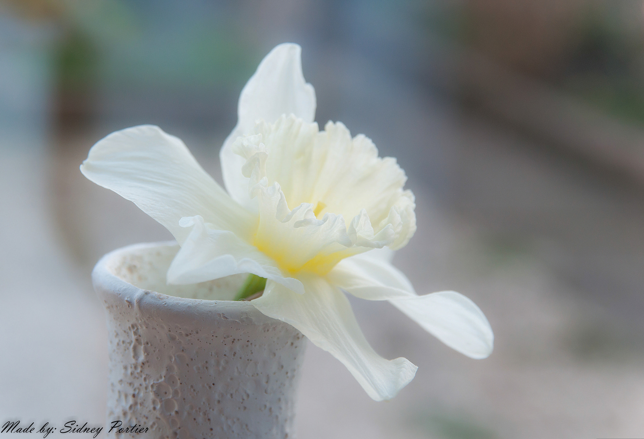 Nikon D90 + Sigma 17-70mm F2.8-4.5 DC Macro Asp. IF sample photo. Spring photography