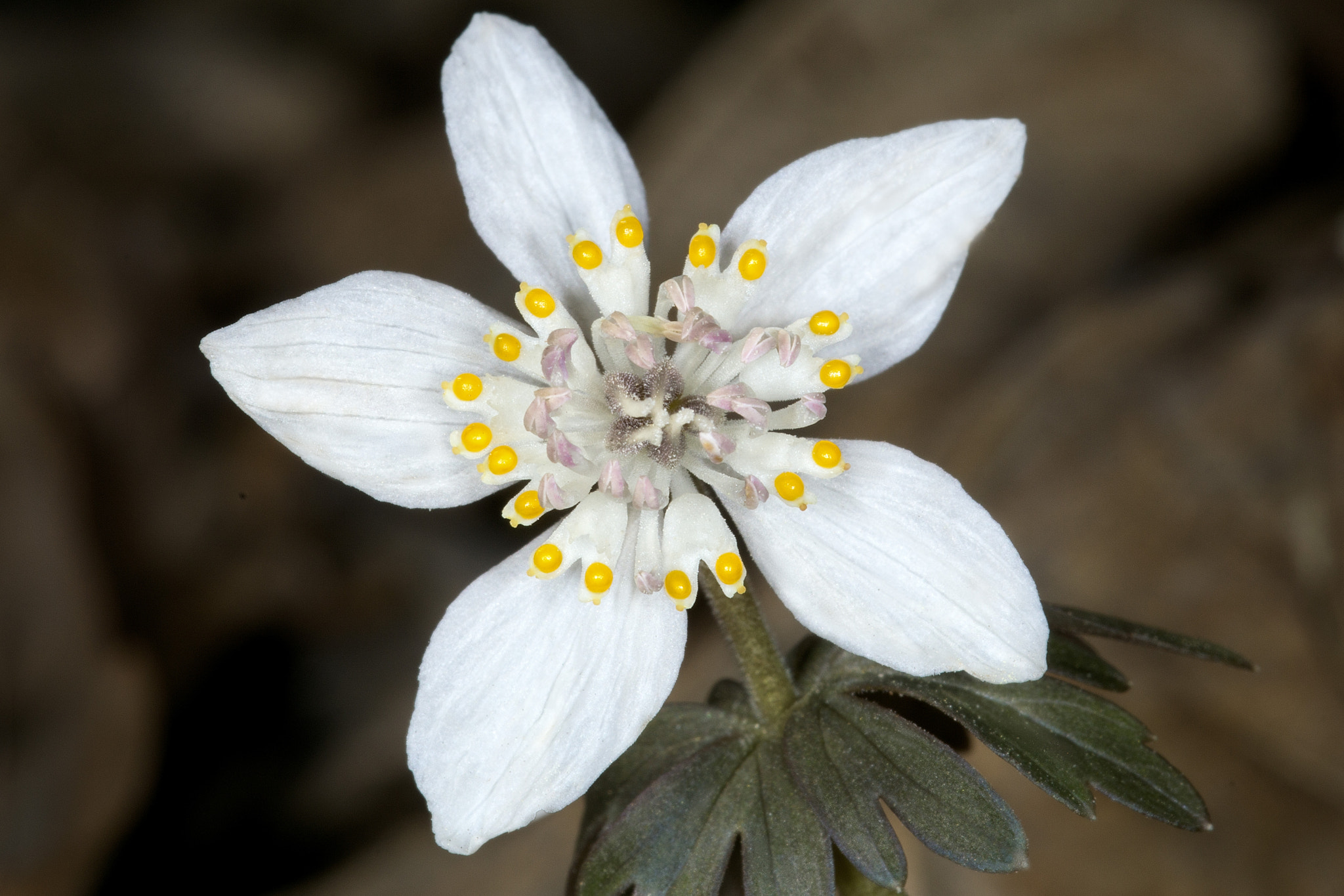 Sony a6000 + 105mm F2.8 sample photo. Spring flowers photography