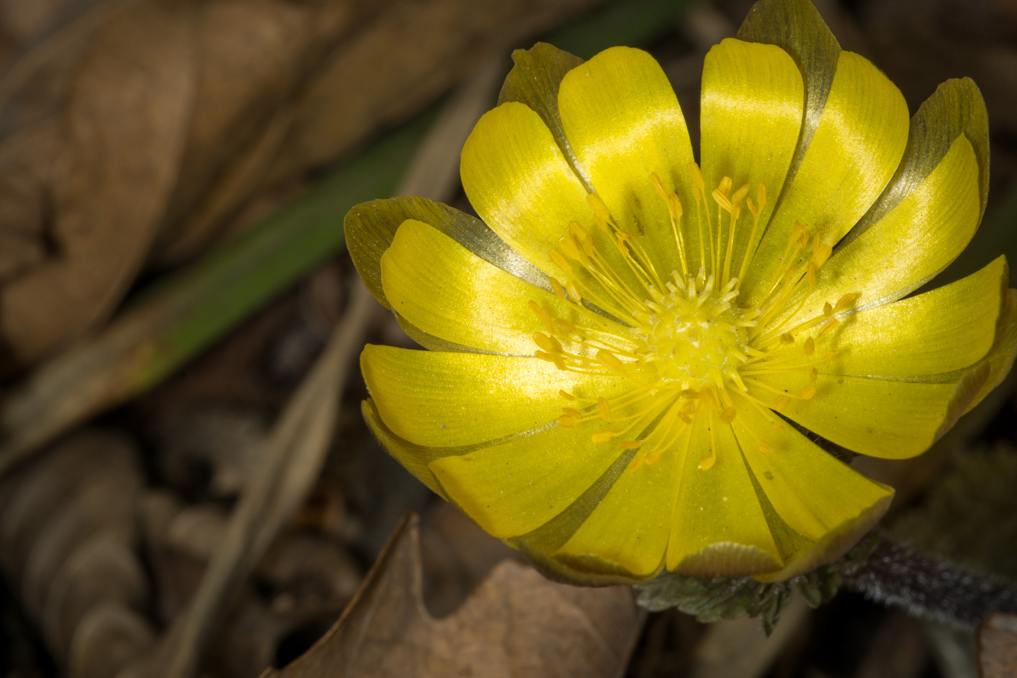 Sony a6000 + 105mm F2.8 sample photo. Spring flowers photography