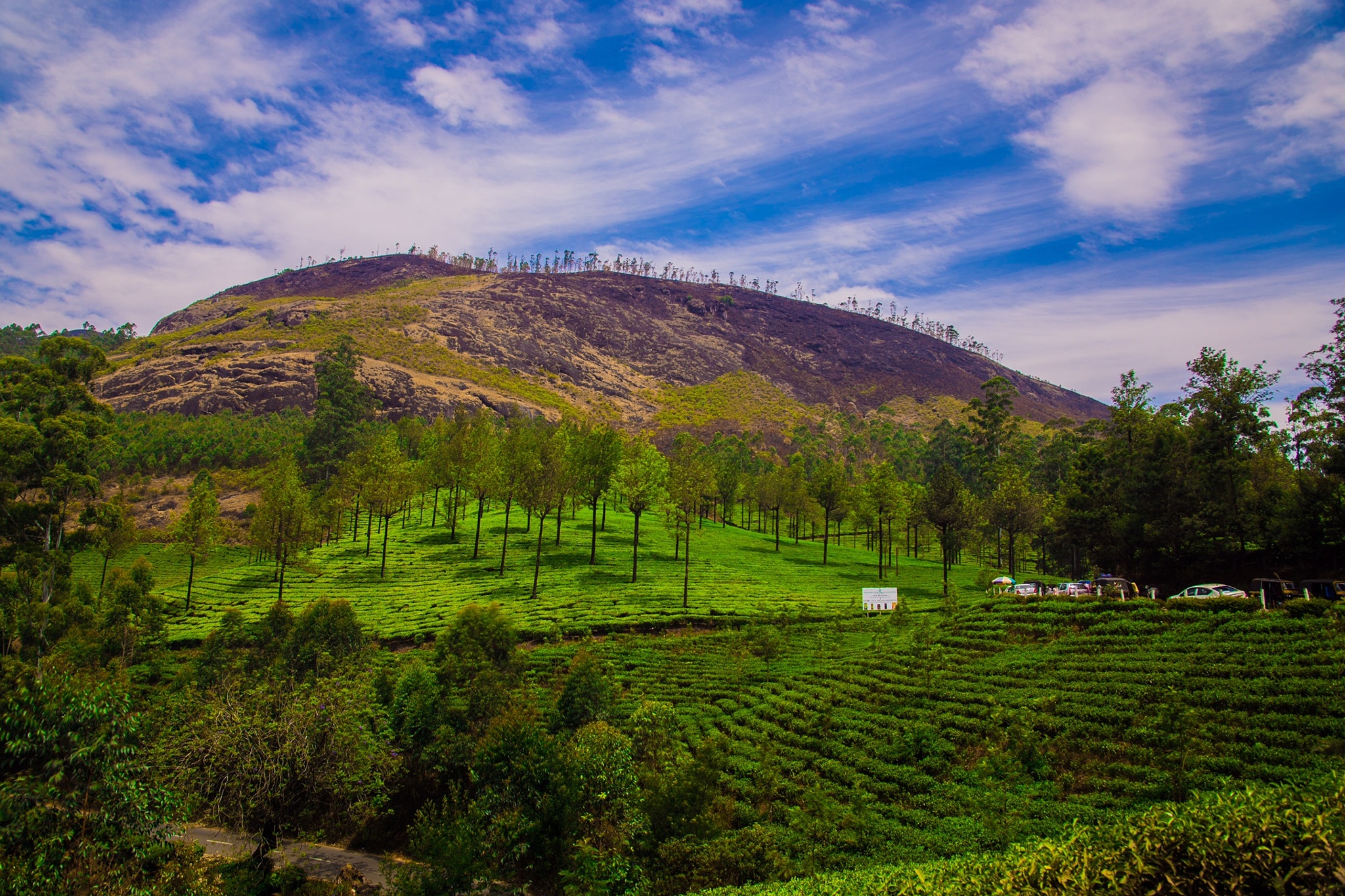 Nikon D600 sample photo. Munnar tea,kerala photography