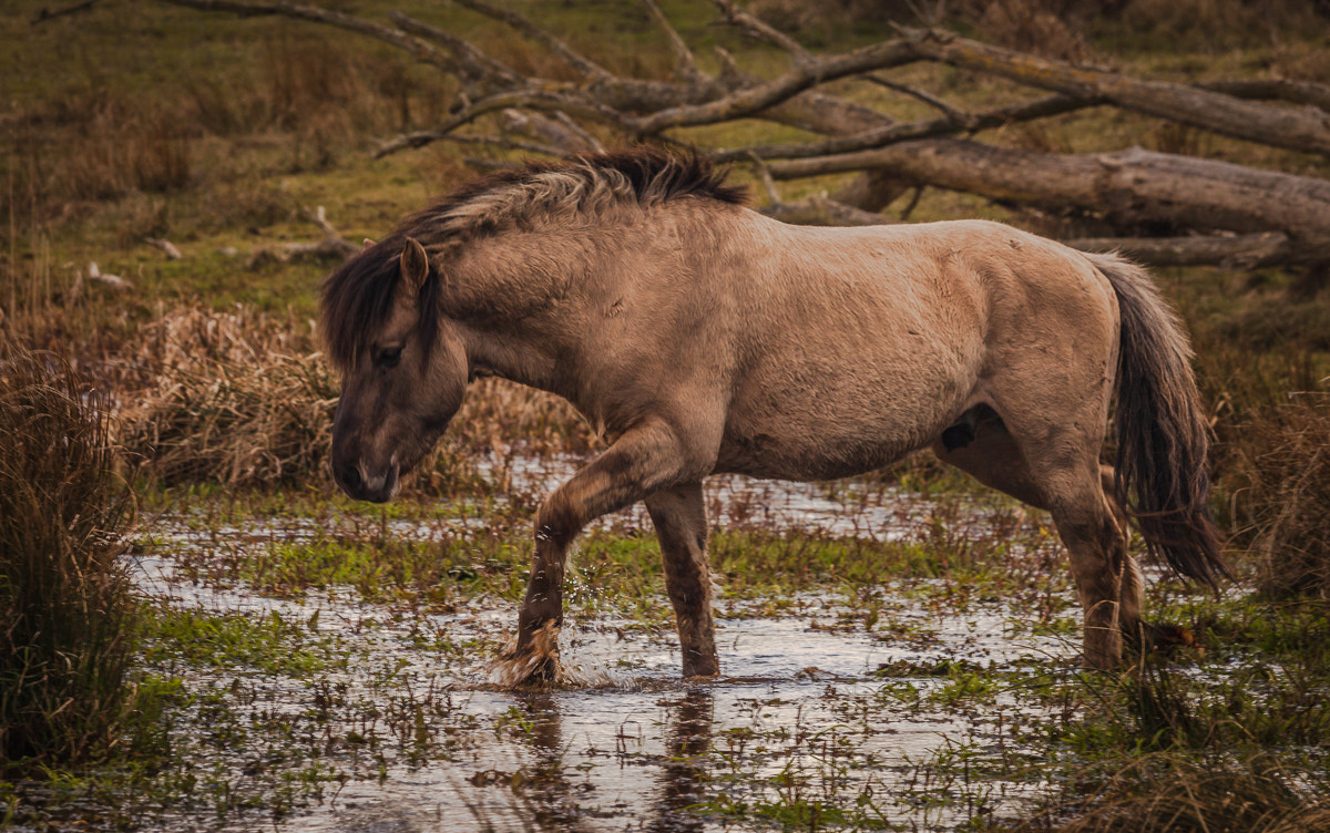 Canon EF-S 55-250mm F4-5.6 IS STM sample photo. Path of the wild horse photography