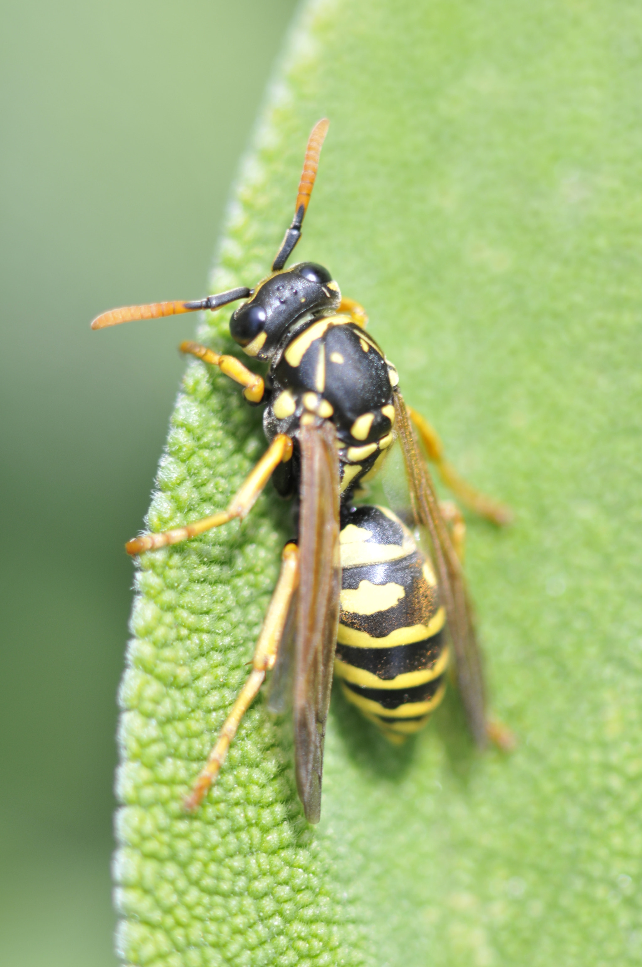 Nikon D300 + Manual Lens No CPU sample photo. Vespula vulgaris photography