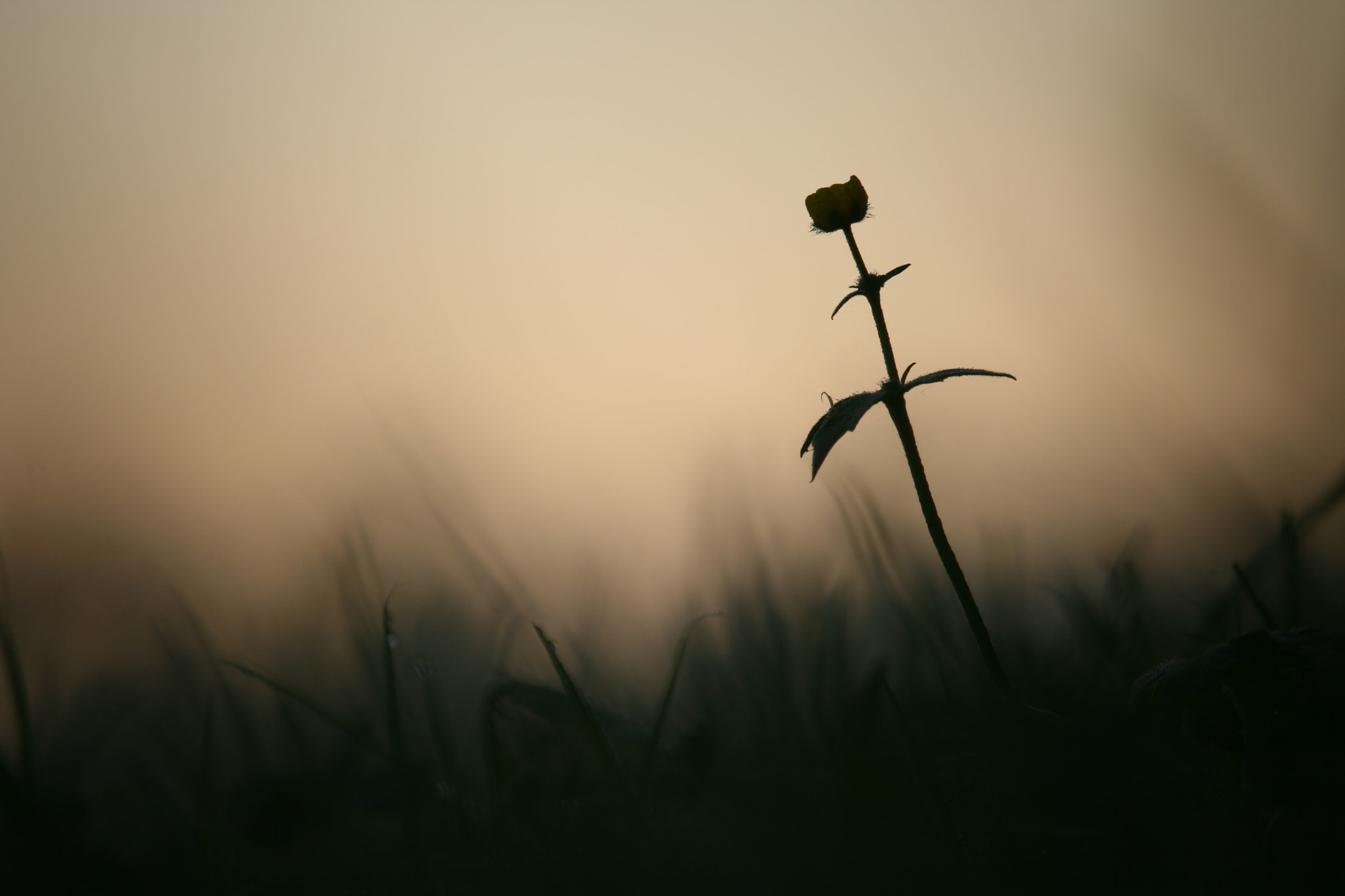 Canon EF-S 55-250mm F4-5.6 IS STM sample photo. Alone and proud photography