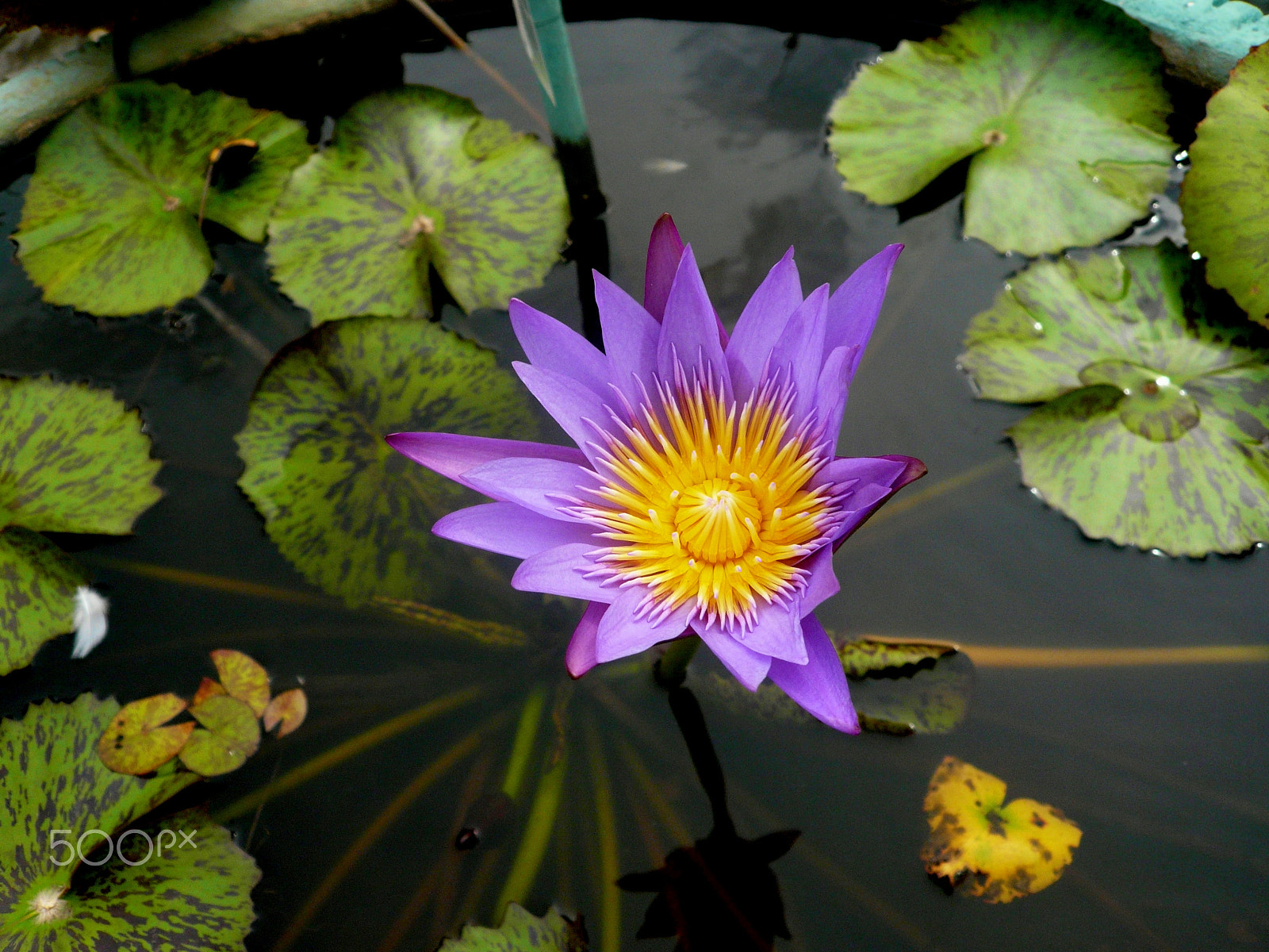 Panasonic DMC-FX100 sample photo. Lotus flower photography