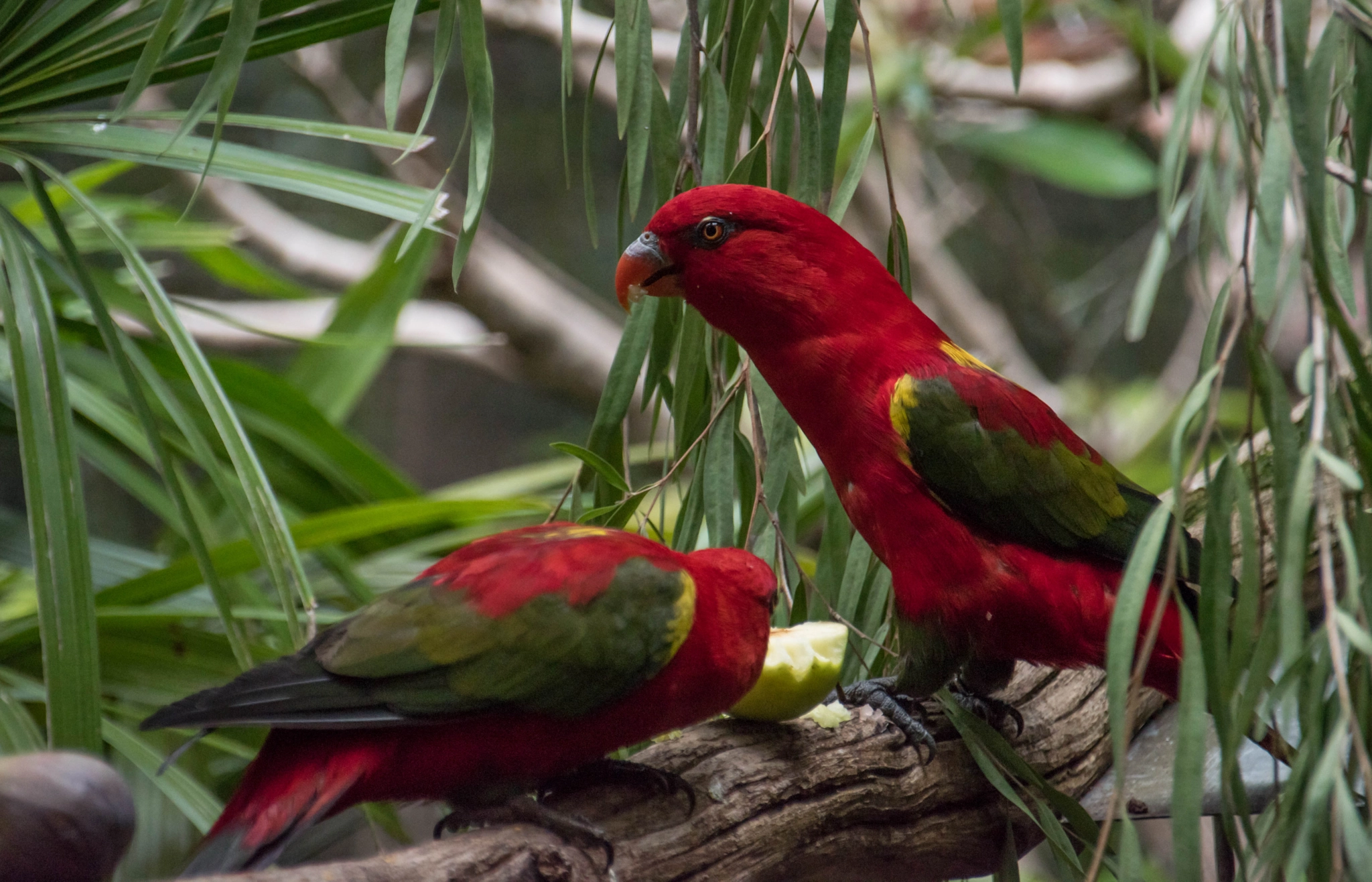 Sigma 18-250mm F3.5-6.3 DC Macro OS HSM sample photo. Beautiful parrots photography