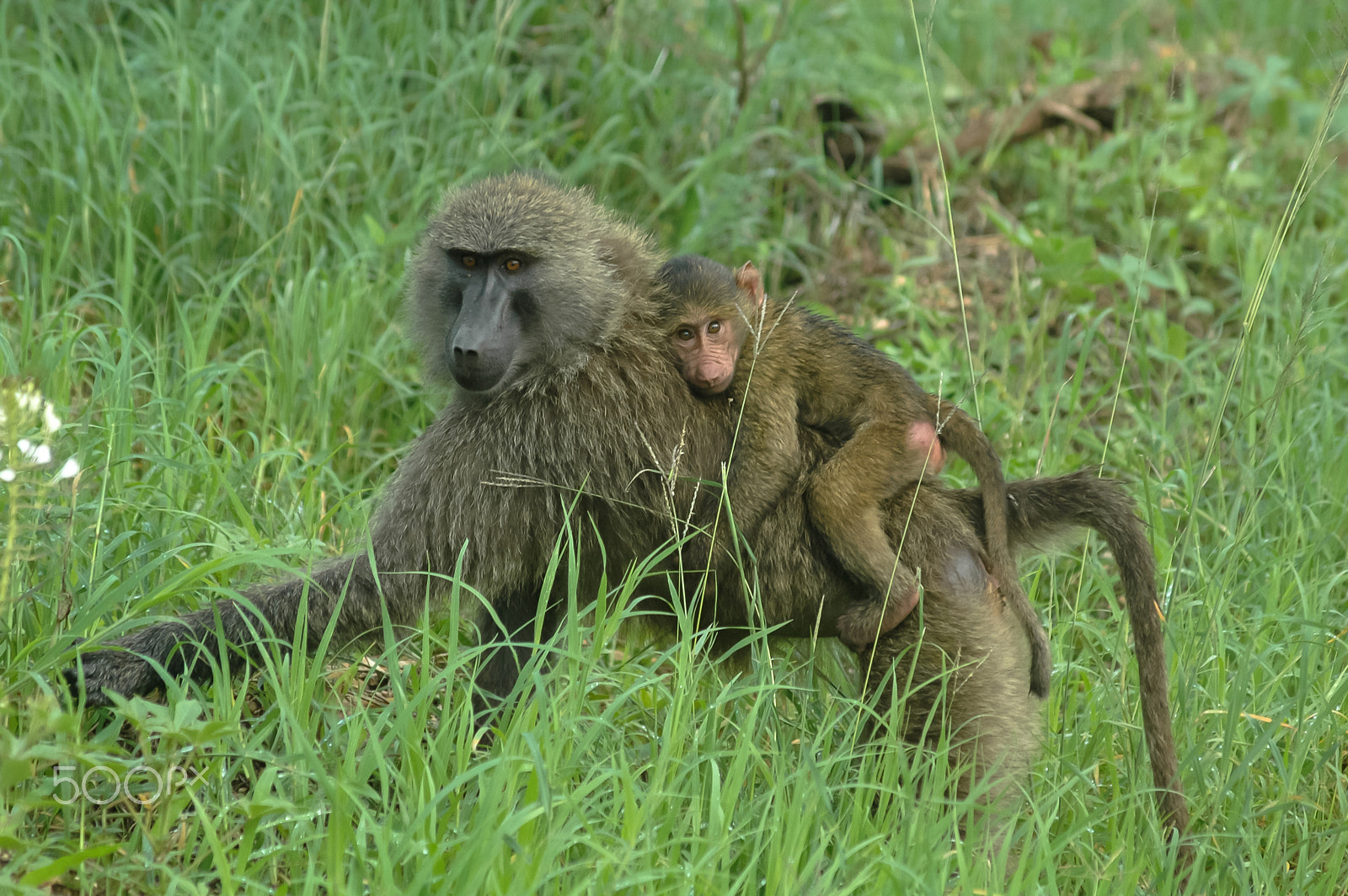 Nikon D70s sample photo. Monkey family.tanzania photography