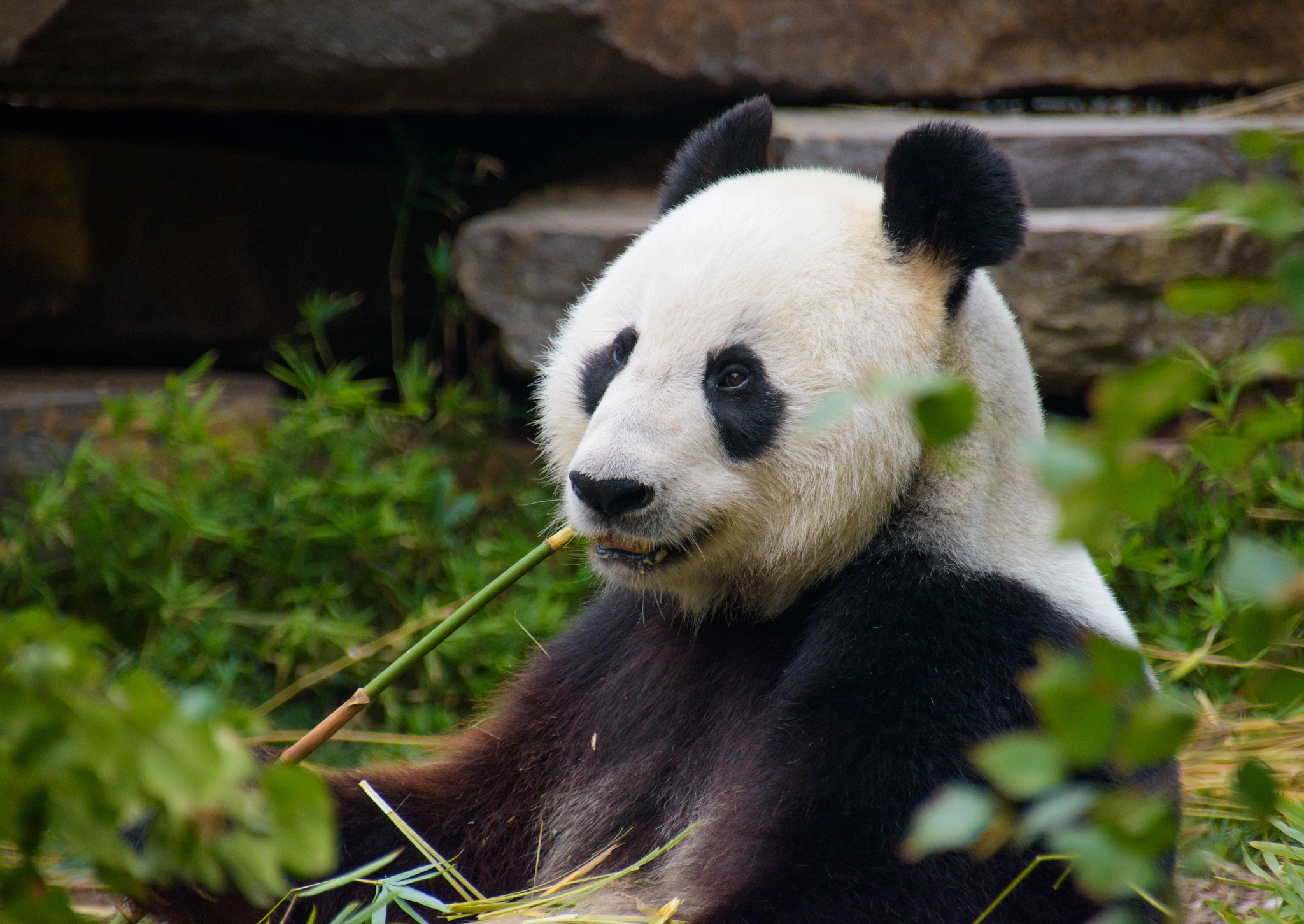 Sigma 18-250mm F3.5-6.3 DC Macro OS HSM sample photo. Panda having breakfast photography