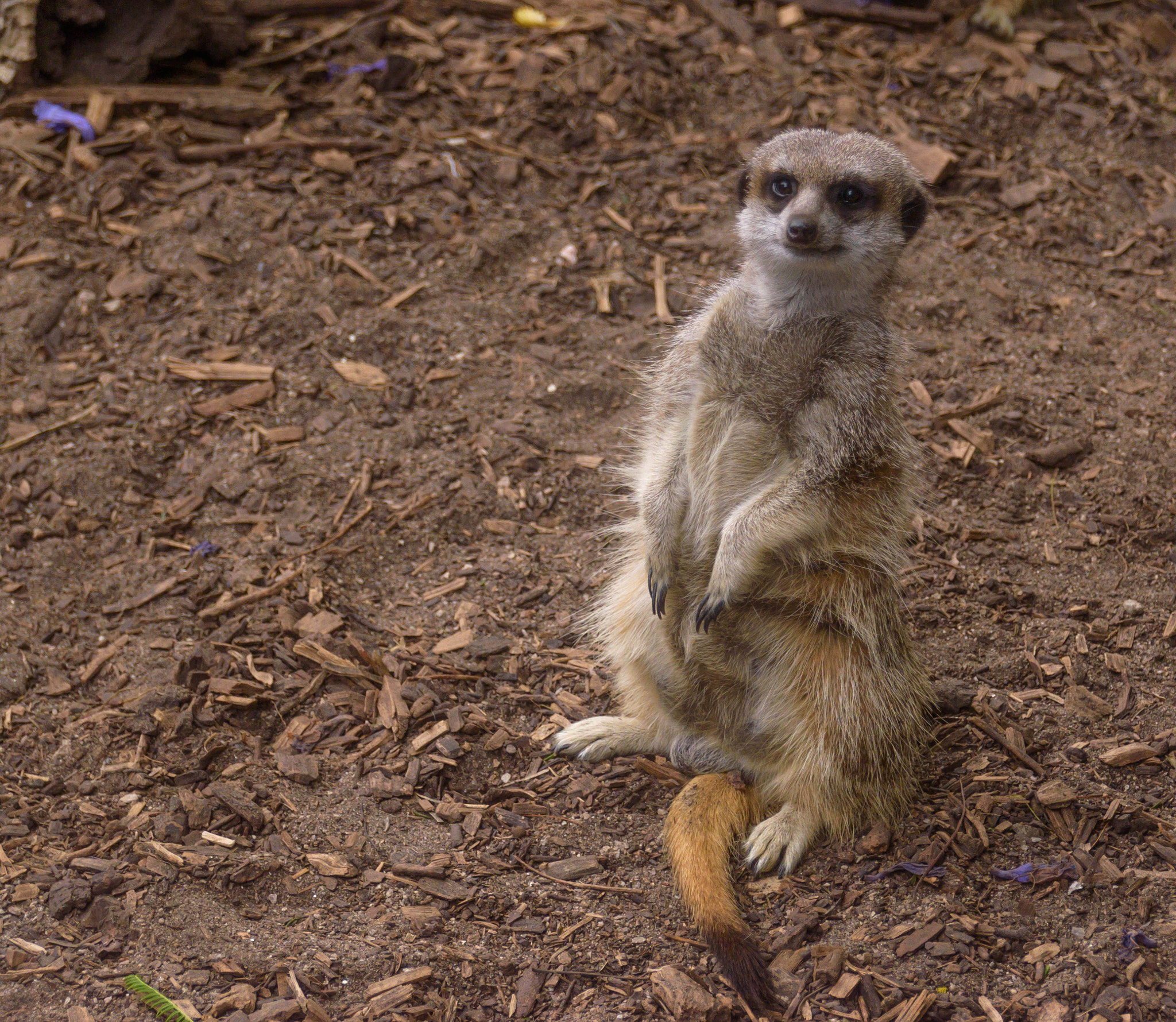Sigma 18-250mm F3.5-6.3 DC Macro OS HSM sample photo. Meerkat on duty photography