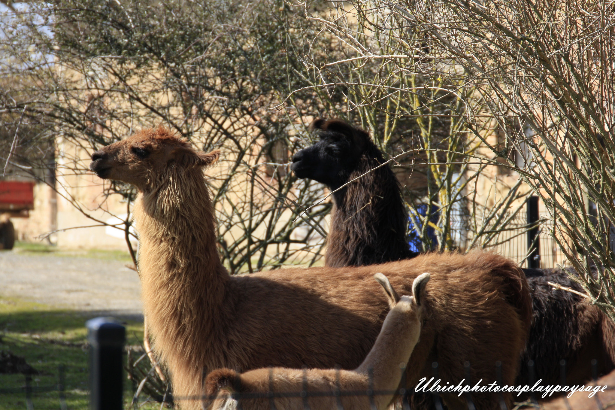 Canon EF 24-105mm F3.5-5.6 IS STM sample photo. Trio de lama photography