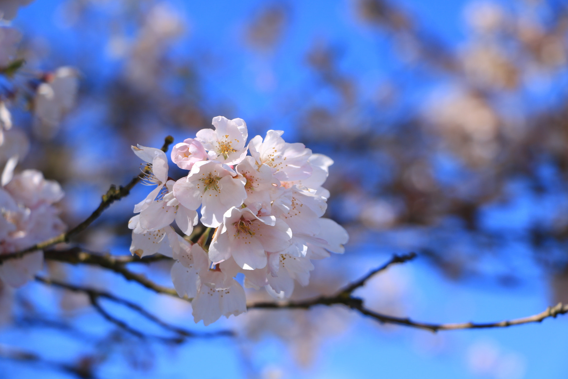 Canon EOS 760D (EOS Rebel T6s / EOS 8000D) sample photo. Sakura photography