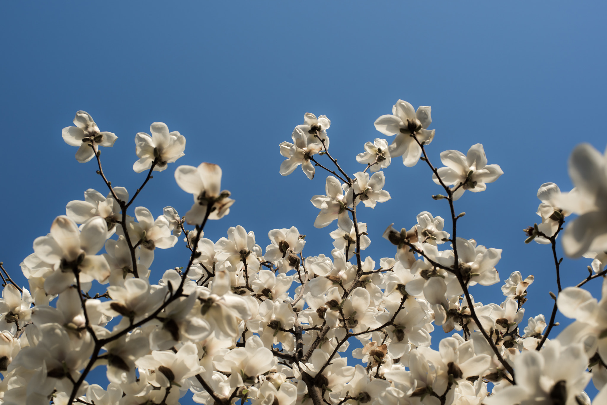 ZEISS Planar T* 50mm F1.4 sample photo. Spring photography