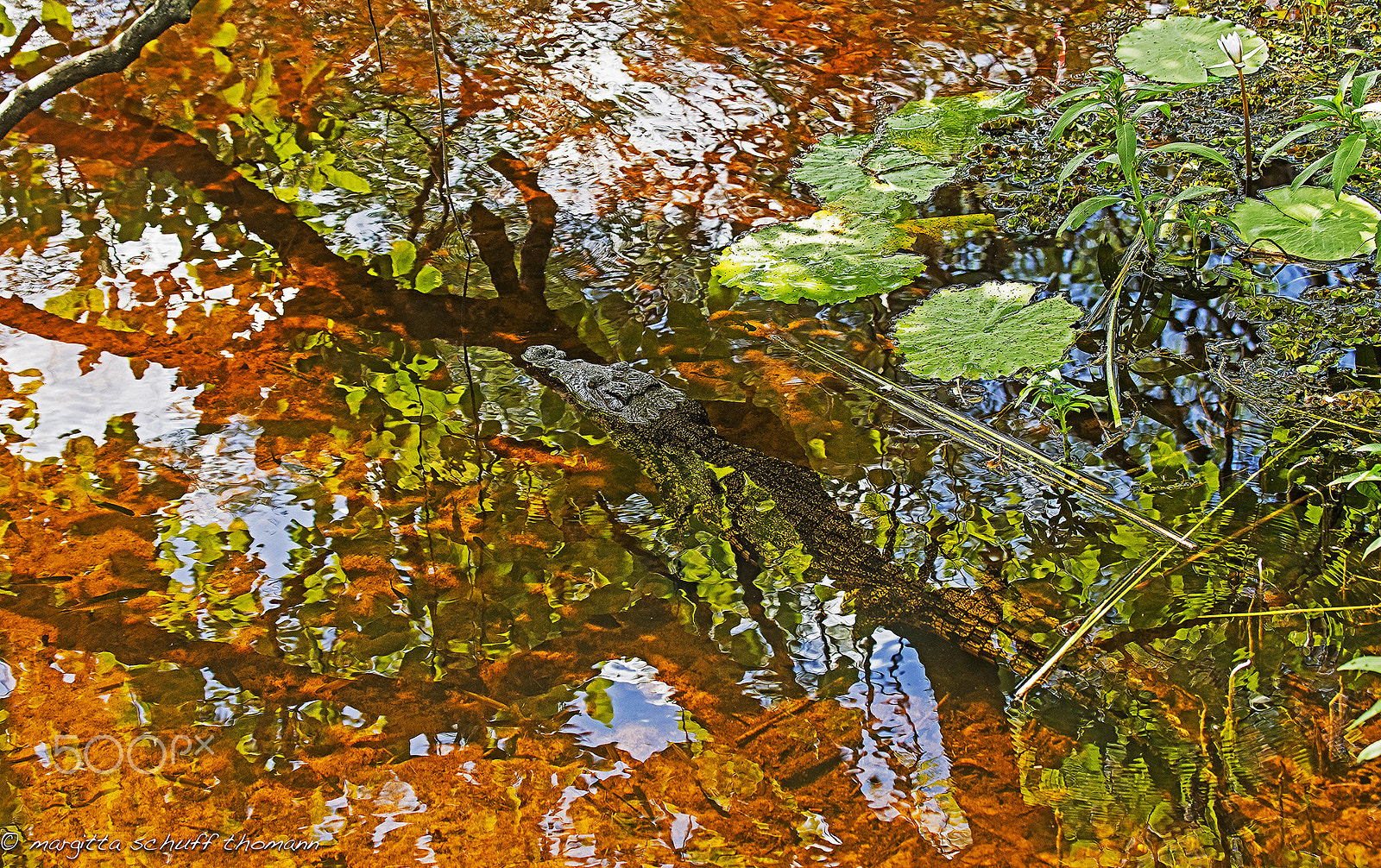 Canon EF 100-400mm F4.5-5.6L IS USM sample photo. I can see you...the croccodile tries to hide... photography