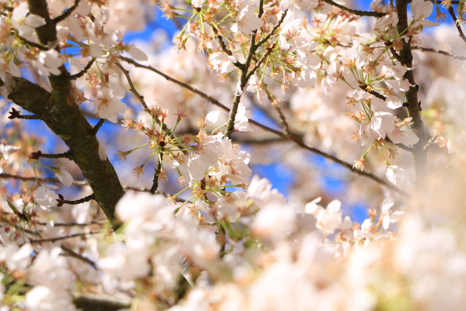Canon EOS 760D (EOS Rebel T6s / EOS 8000D) sample photo. Sakura photography