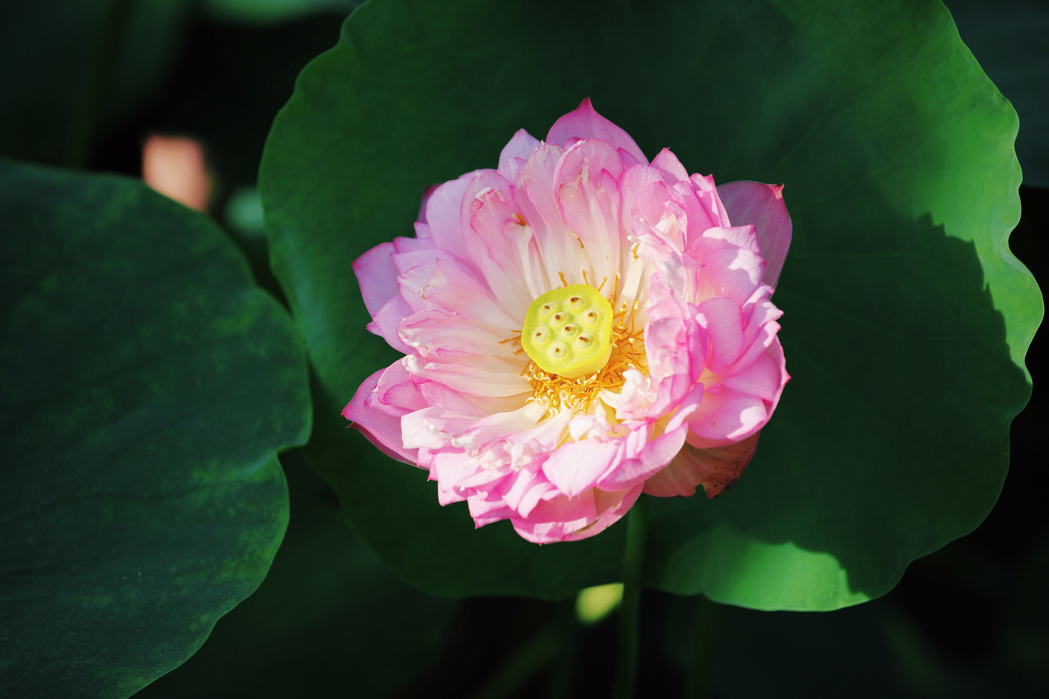 Canon EF 70-200mm F4L USM sample photo. Lotus photography