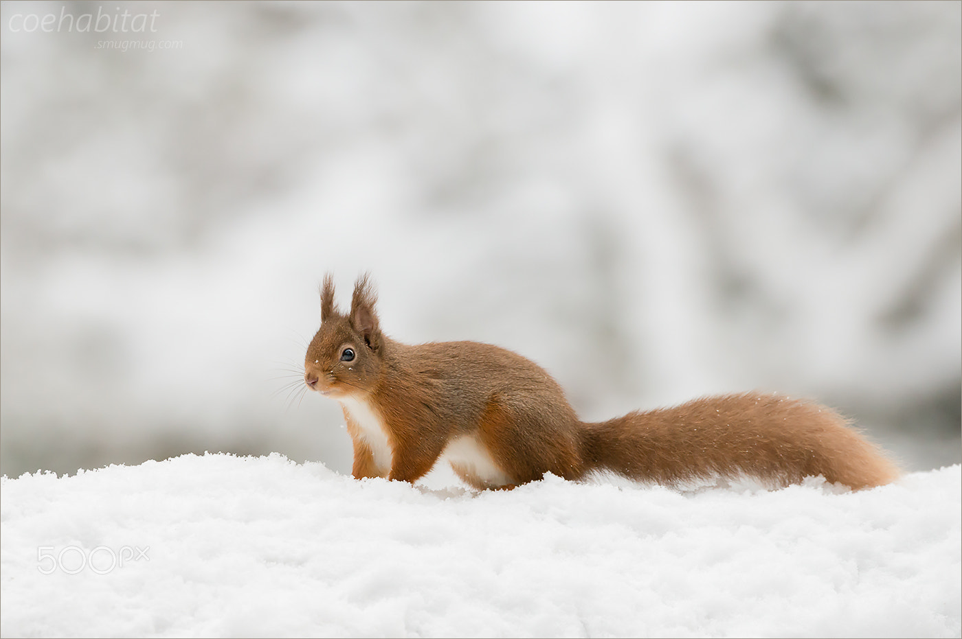Nikon AF-S Nikkor 200-400mm F4G ED-IF VR sample photo. Squirrel in the snow photography