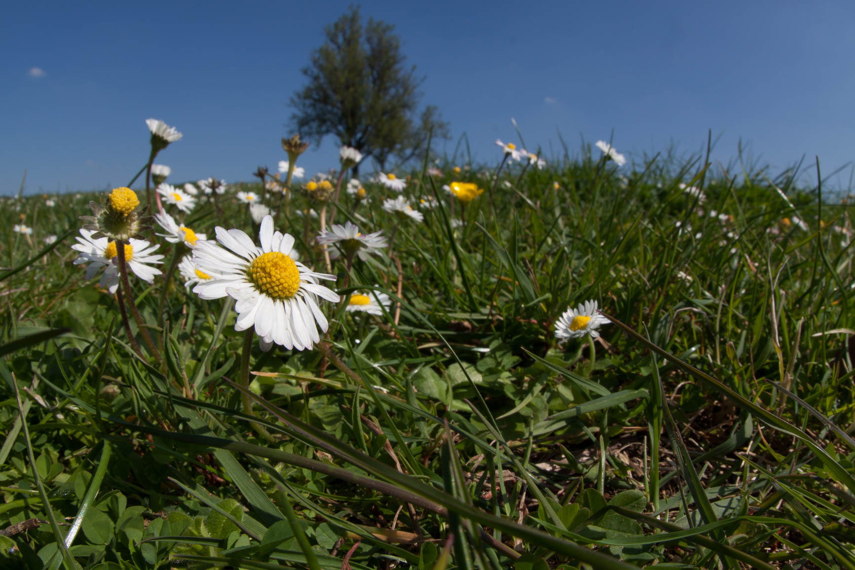 Canon EF 8-15mm F4L Fisheye USM sample photo. Daisy photography