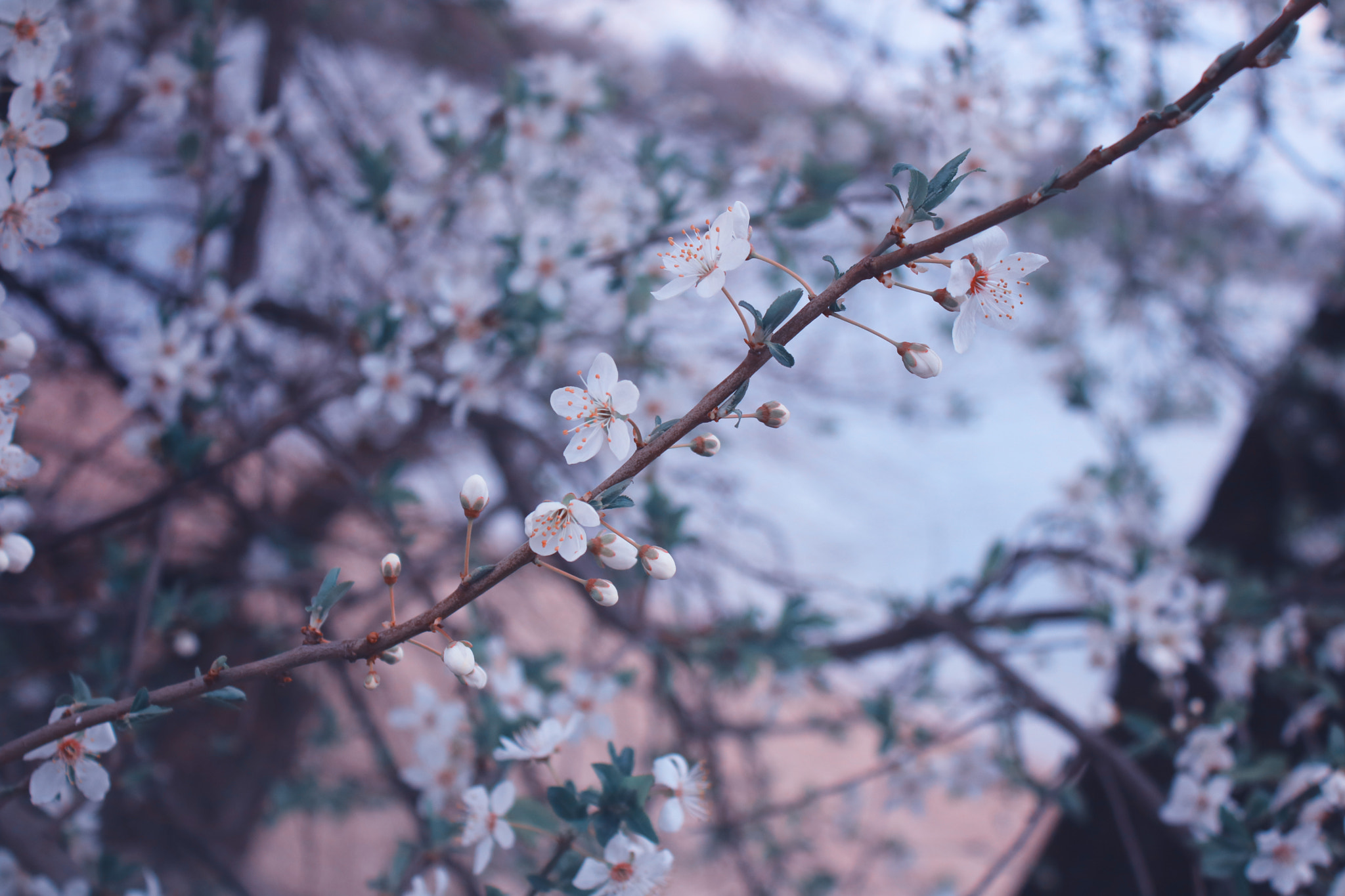 Canon EOS 750D (EOS Rebel T6i / EOS Kiss X8i) sample photo