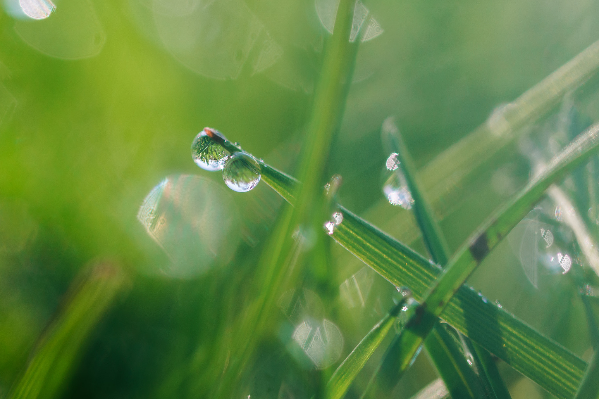 Sony a6000 + 90mm F2.8 Macro SSM sample photo. Morning dew photography