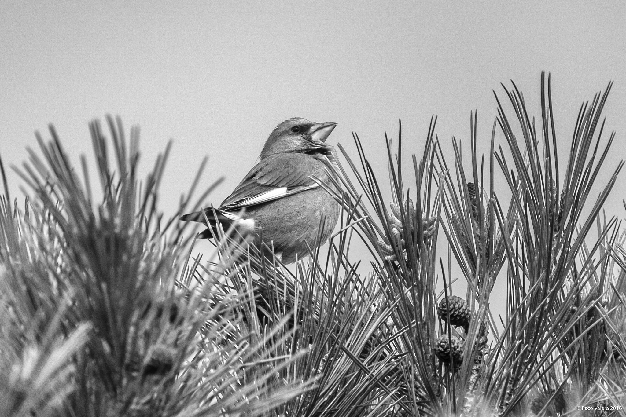 XF100-400mmF4.5-5.6 R LM OIS WR + 1.4x sample photo. Birdscapes photography