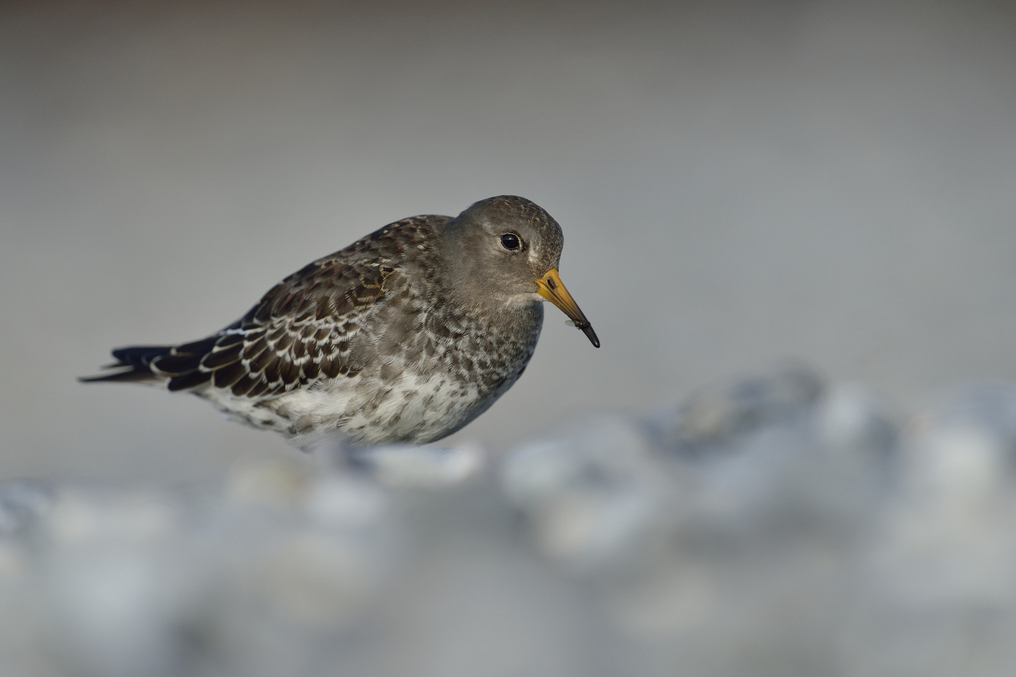 Nikon D800 + Nikon AF-S Nikkor 600mm F4G ED VR sample photo. Meerstrandläufer photography