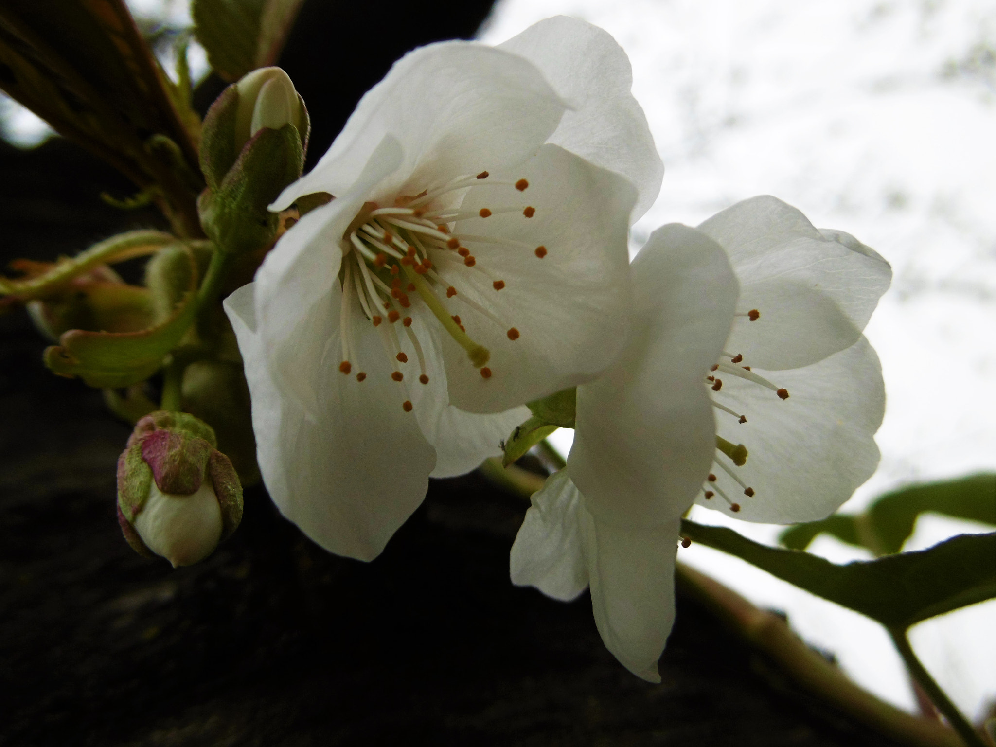 Panasonic DMC-SZ8 sample photo. Cherry blossom photography