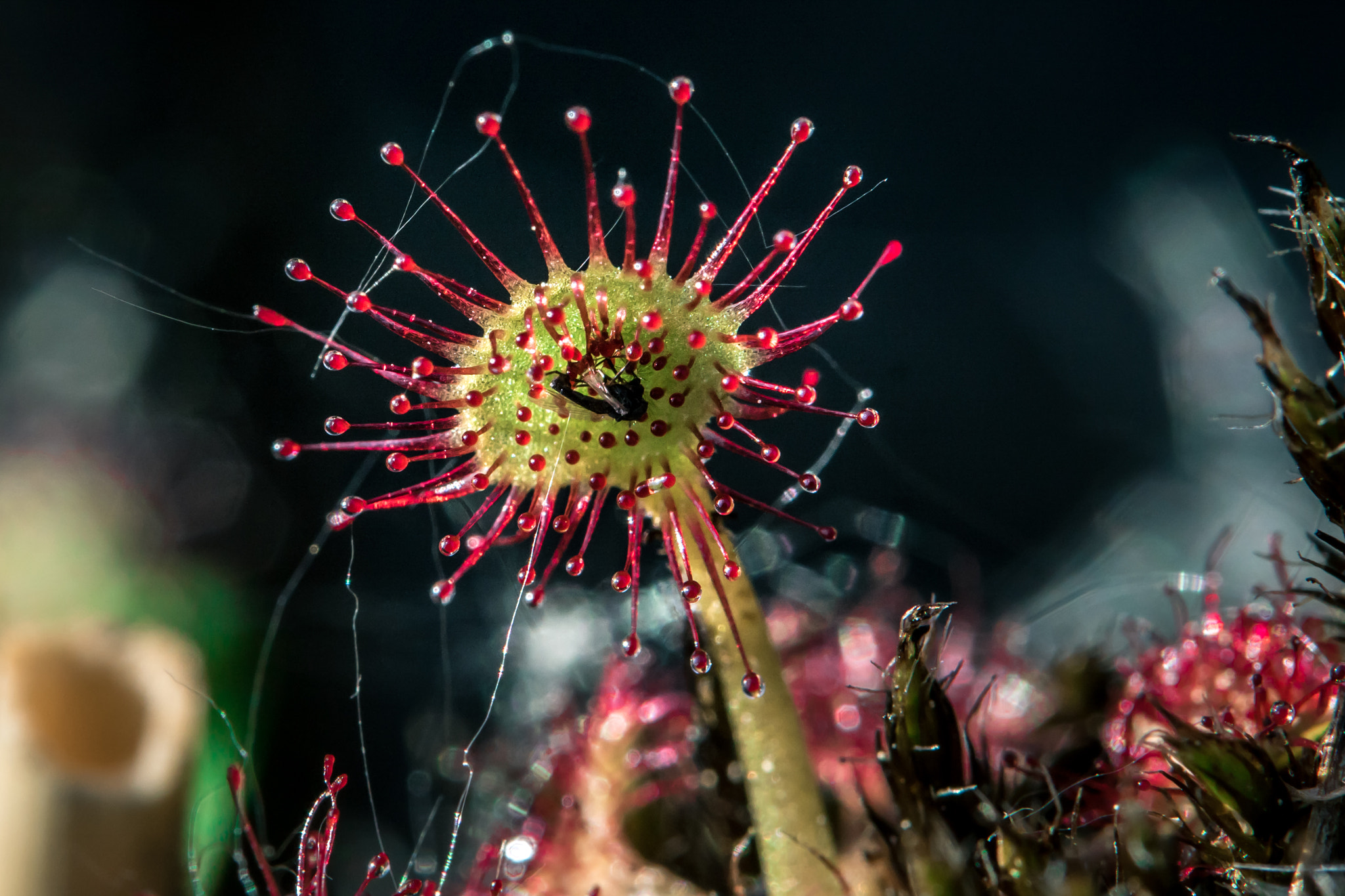 Sony ILCA-77M2 sample photo. Drosera - carnivorous plant photography