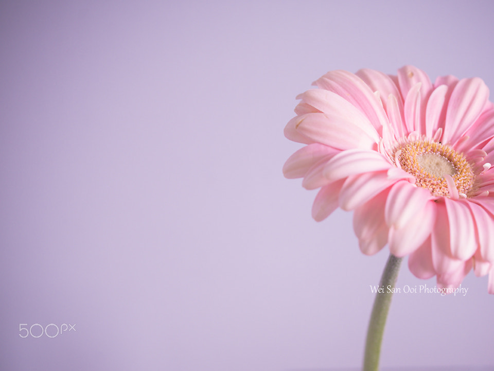 Panasonic Leica DG Macro-Elmarit 45mm F2.8 ASPH OIS sample photo. Gerbera daisy 06 photography