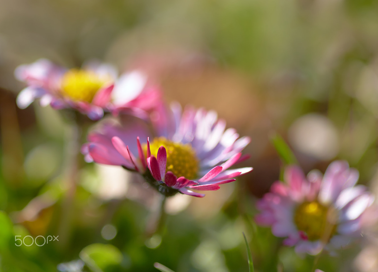 Canon EOS 6D + Canon EF 100mm F2.8 Macro USM sample photo. Daisy pink flower photography