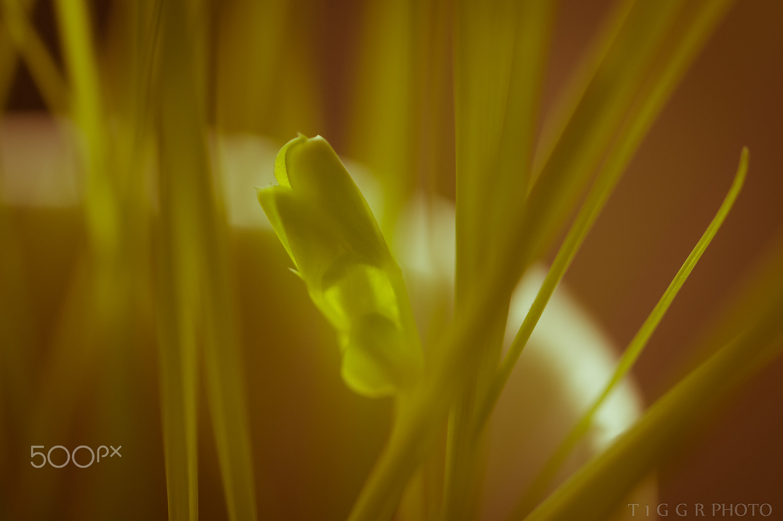 Samsung NX30 + Samsung NX 60mm F2.8 Macro ED OIS SSA sample photo. Fresh start photography