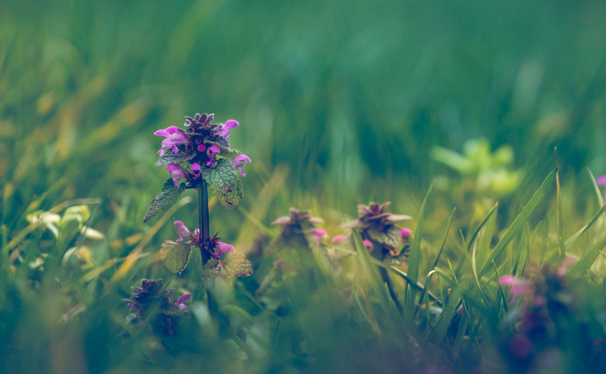 Canon EOS 1100D (EOS Rebel T3 / EOS Kiss X50) + Canon EF 70-200mm F4L USM sample photo. Dead nettle - lamium purpureum photography