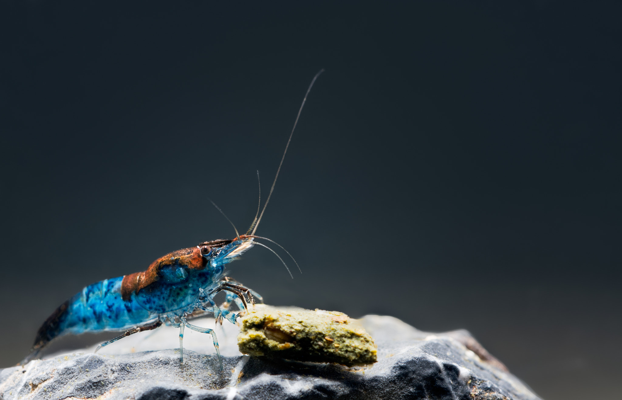 Sigma 150mm F2.8 EX DG OS Macro HSM sample photo. Blue rilli neocaridina photography