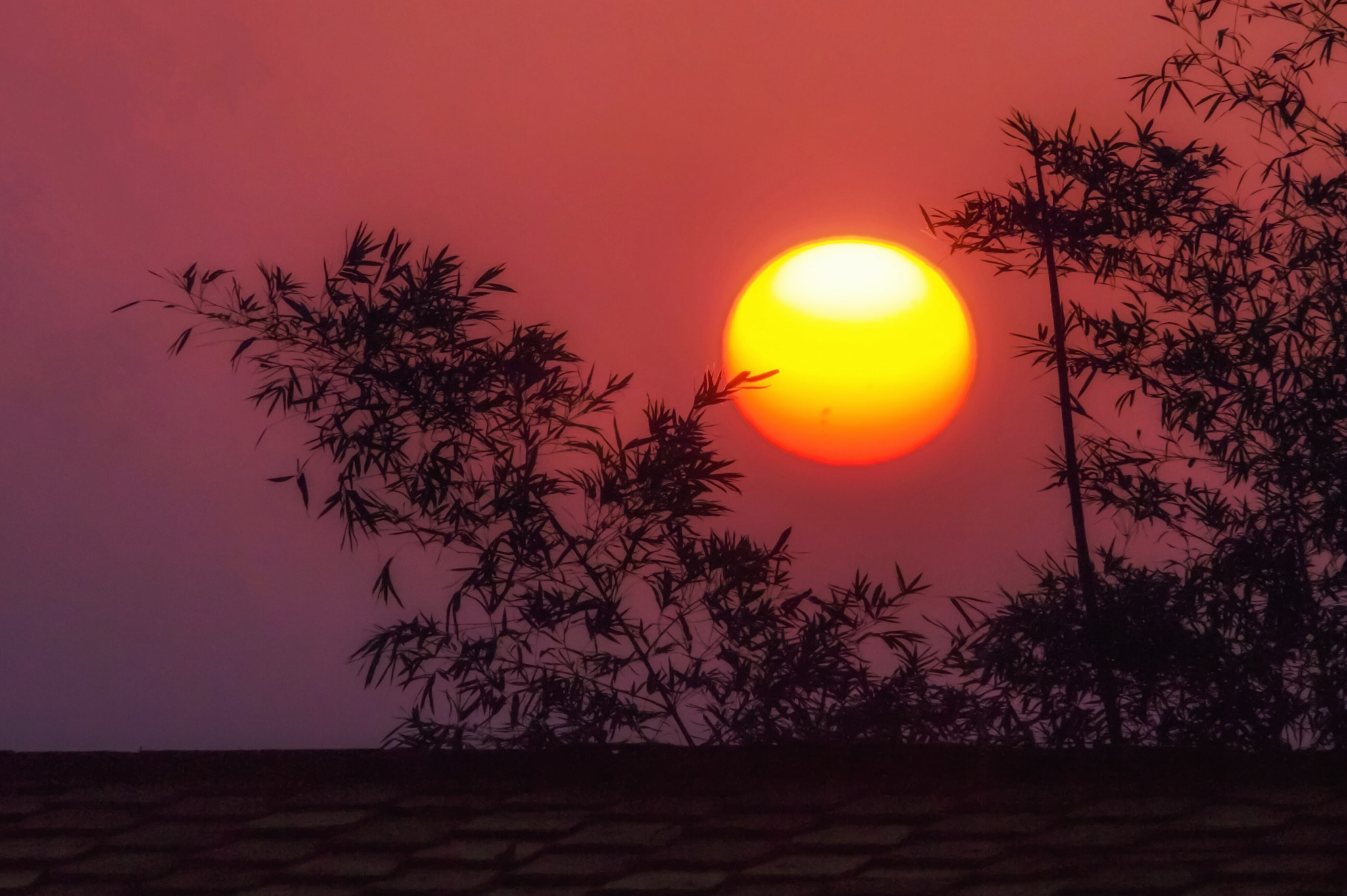 Panasonic Lumix DMC-GX1 sample photo. Bamboo forests sunrise photography