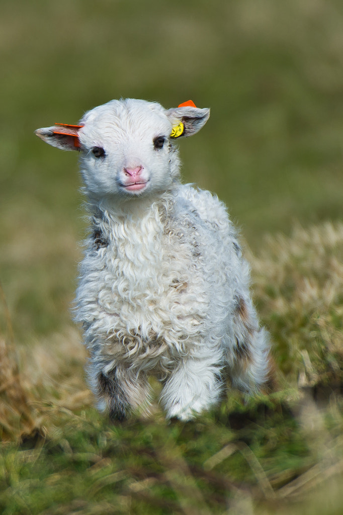 Small cheep. by Geir Magne  Sætre on 500px.com