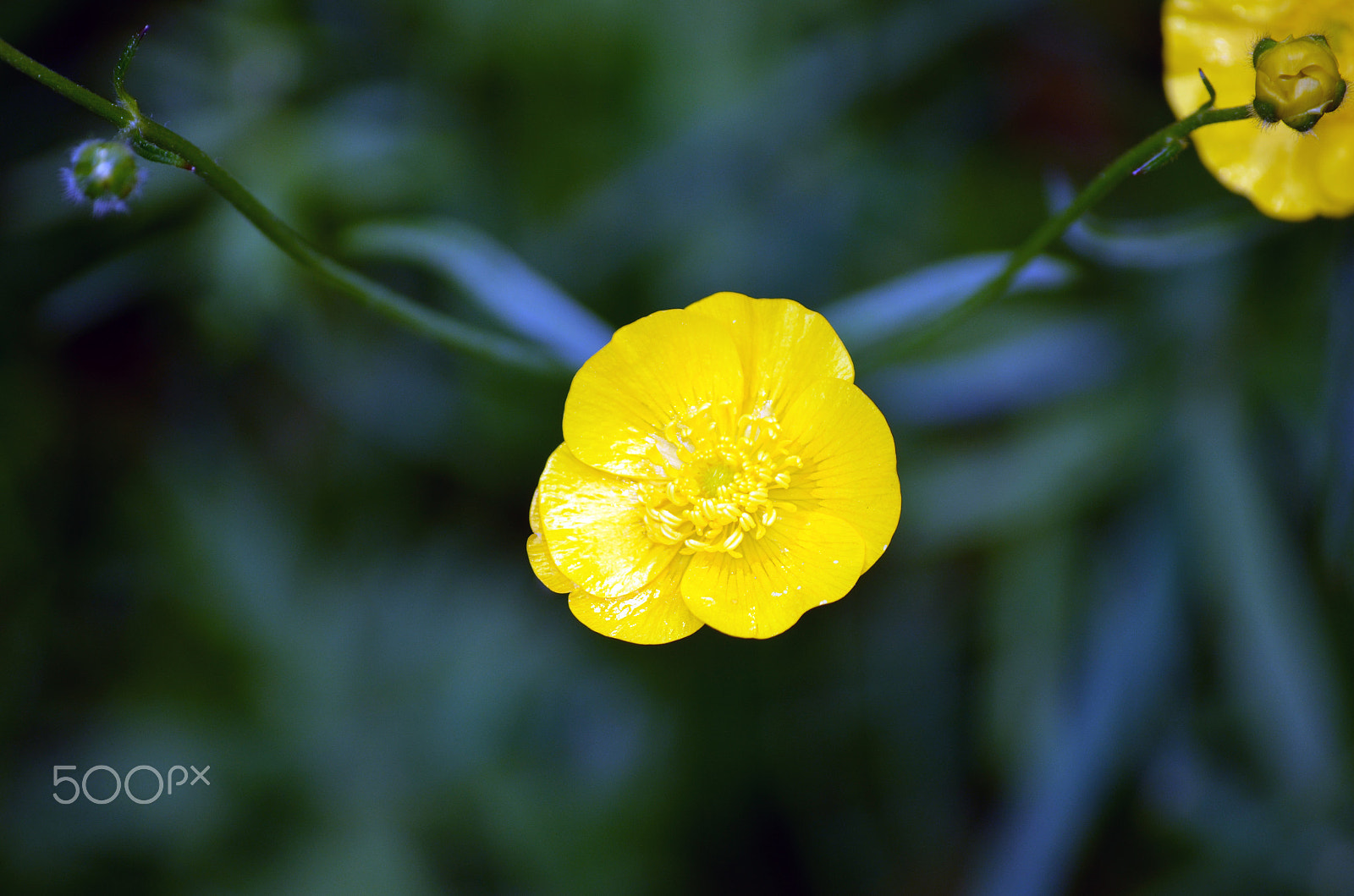 Nikon D5100 + AF Zoom-Nikkor 35-70mm f/3.3-4.5 N sample photo. Yellow flower by tonnyfroyen.com photography