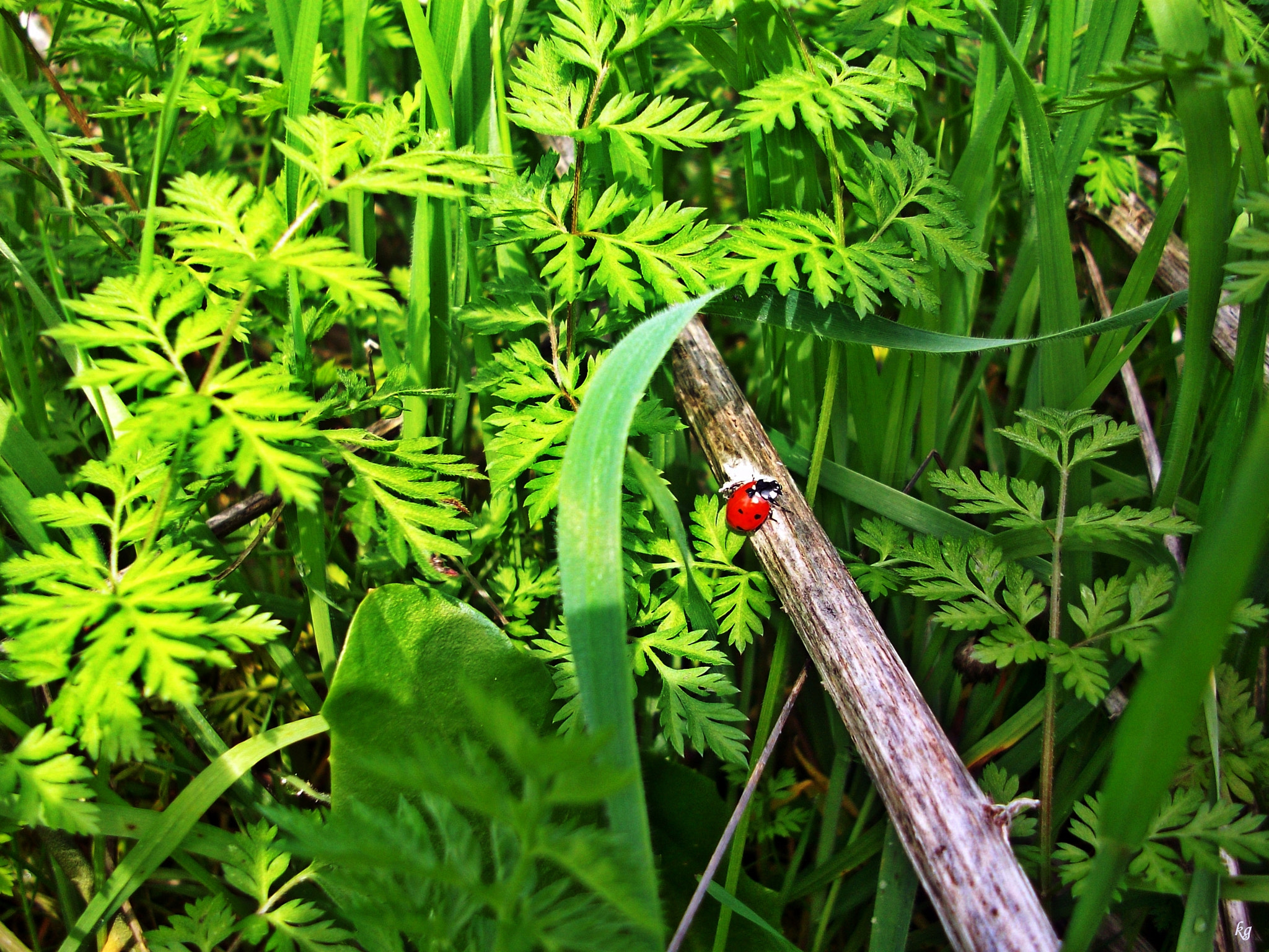 Kodak EASYSHARE M763 DIGITAL CAMERA sample photo. Sweet ladybug... photography