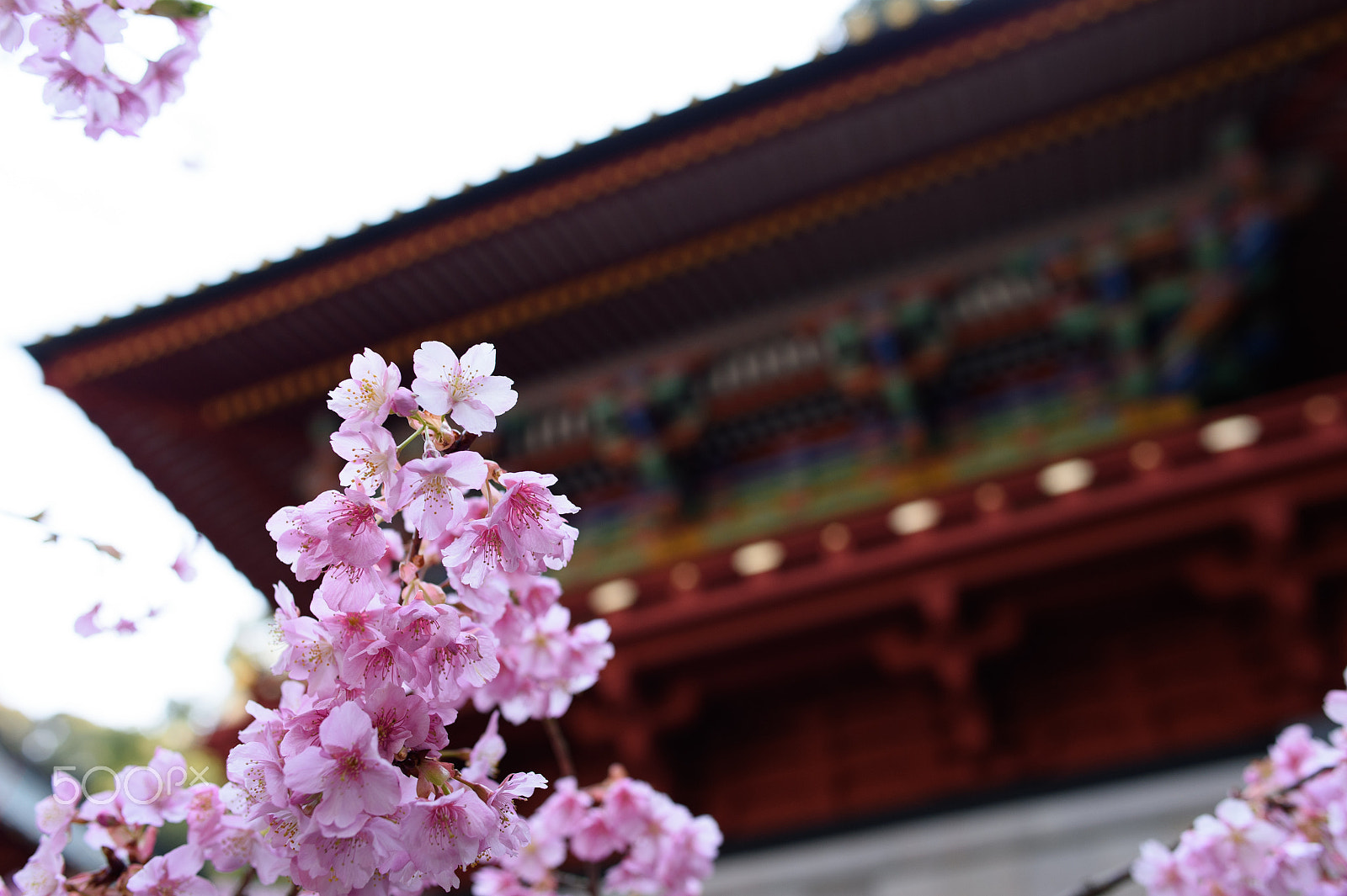 Nikon Df + Nikon AF-S Nikkor 28mm F1.8G sample photo. Pink blossoms photography