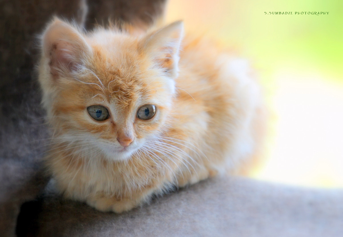 Canon EOS-1Ds Mark III sample photo. Kitten photography