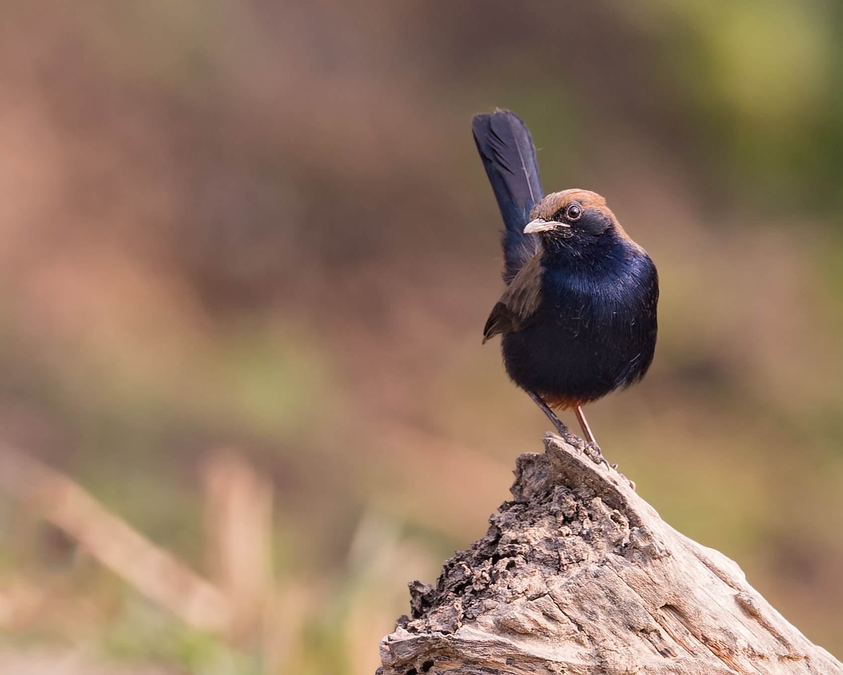 Nikon D4 sample photo. Male indian robin ( saxicoloides fulicatus ) photography