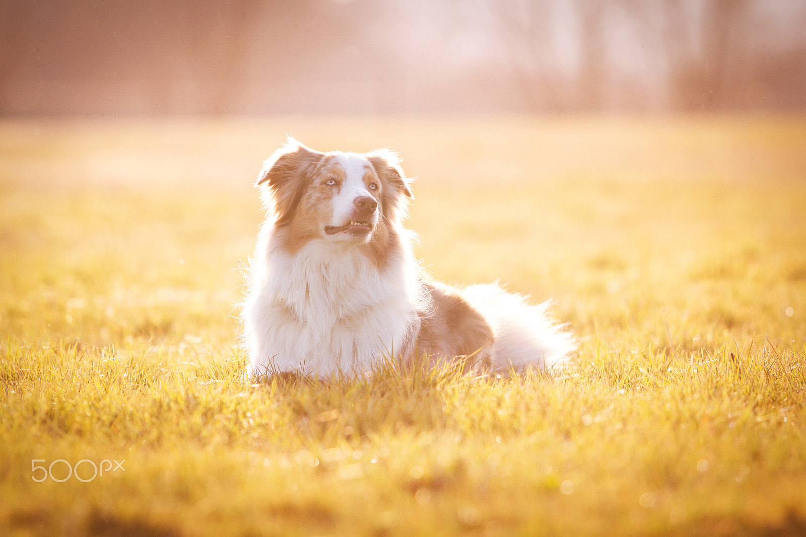 Canon EF 70-200mm F2.8L USM sample photo. Lennox photography