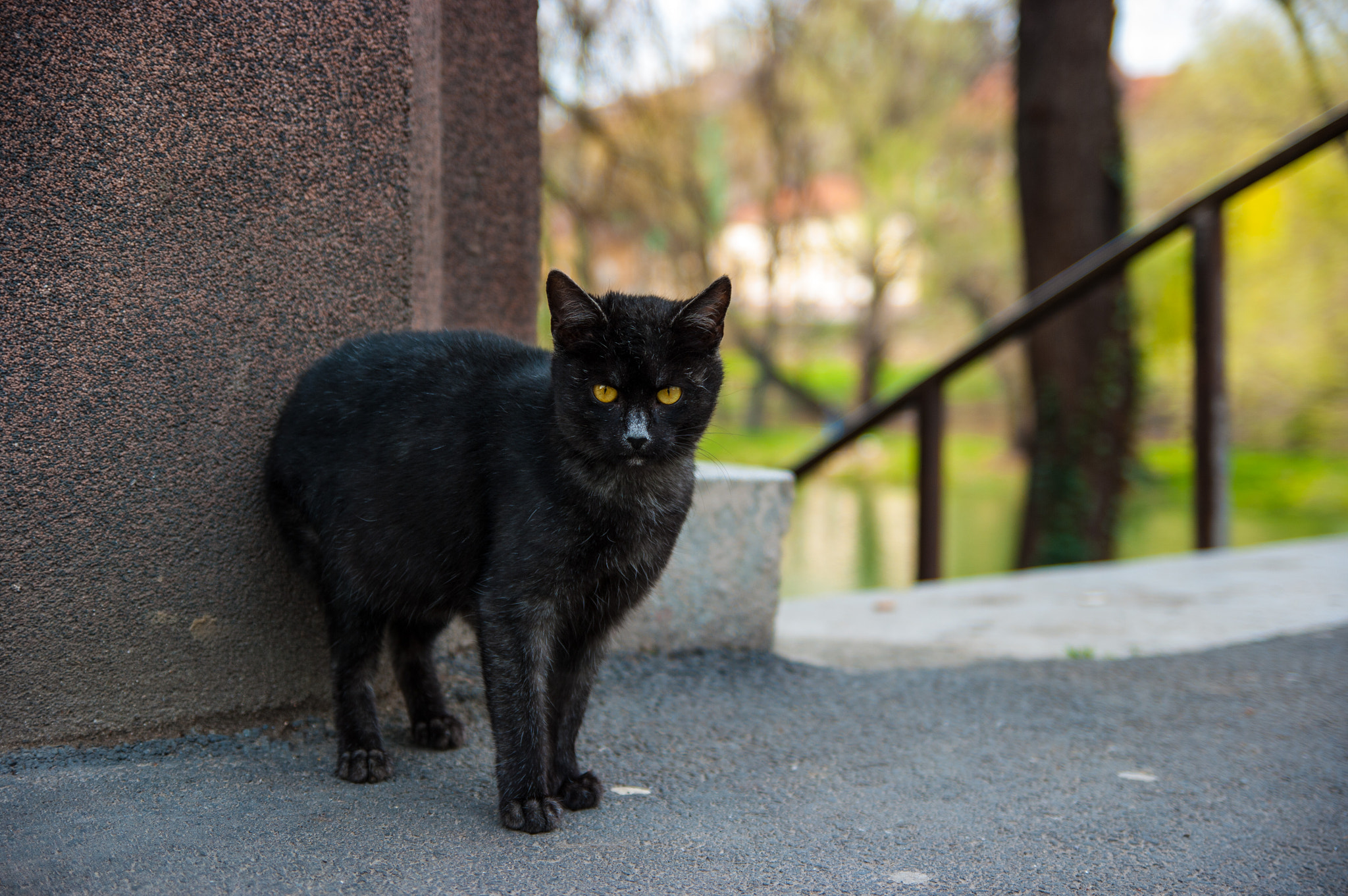 Pentax K20D sample photo. Black cat photography