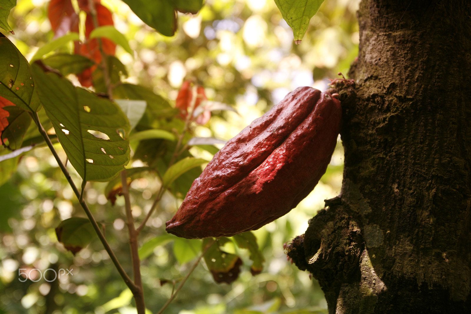 Canon EOS 5D + Canon EF 16-35mm F2.8L USM sample photo. South america venezuela chuao cacao plantation photography