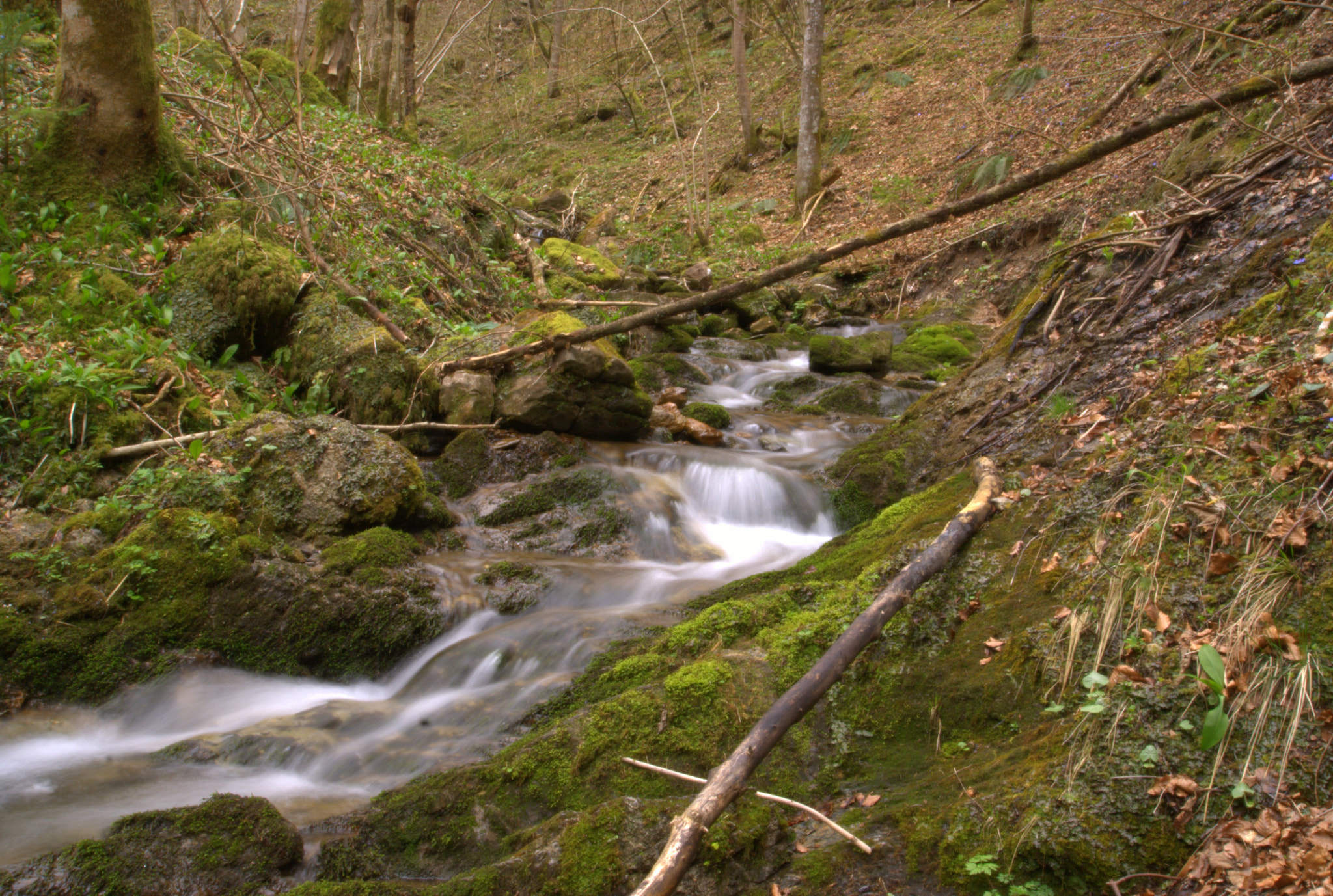 Sony DT 16-105mm F3.5-5.6 sample photo. Forest well... photography