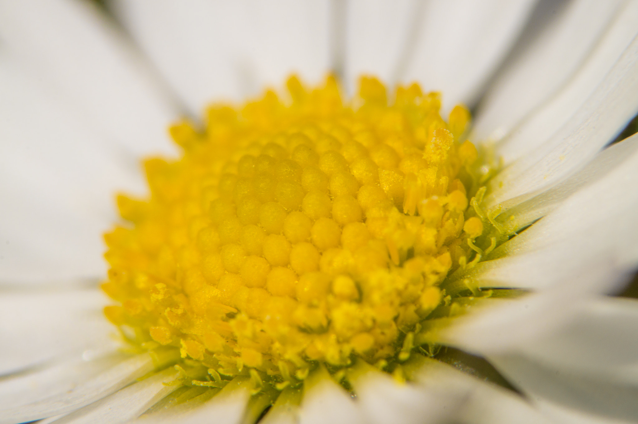 Sony SLT-A58 + 90mm F2.8 Macro SSM sample photo. Daisy photography