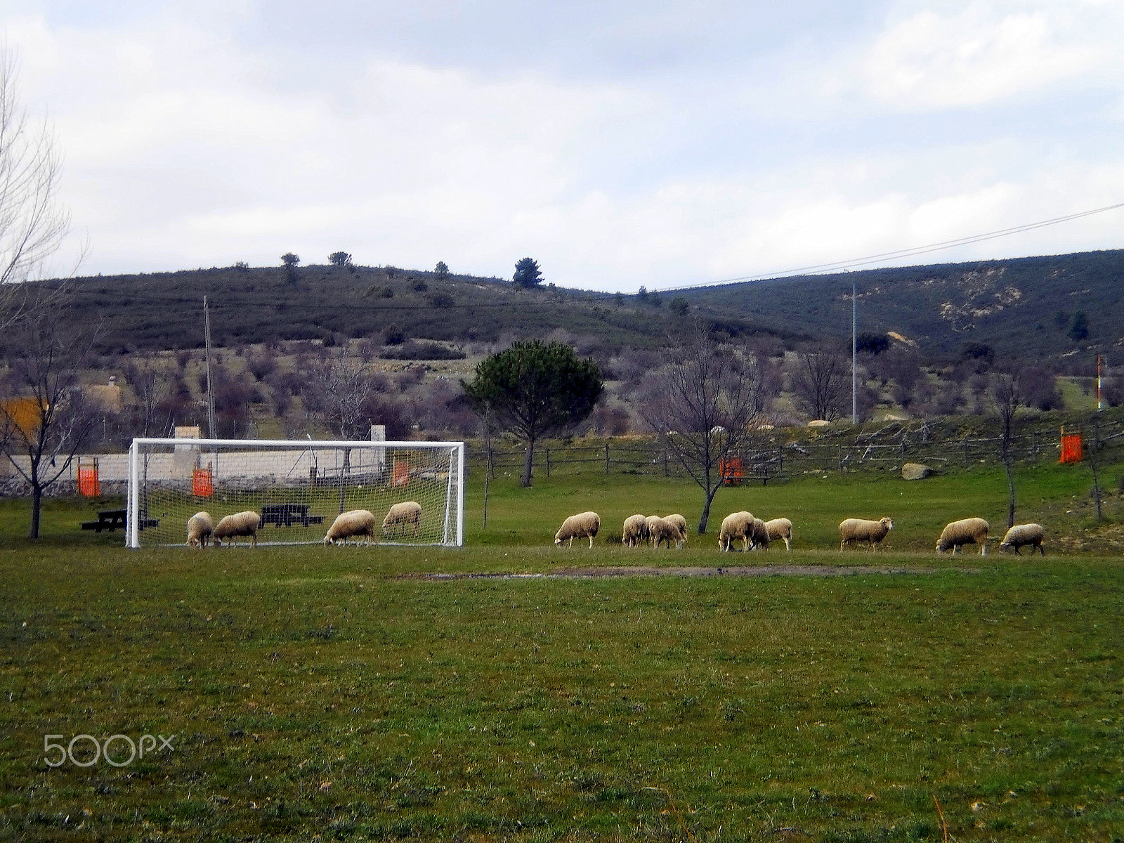 Olympus T105,T100,X36 sample photo. Champions league flock photography