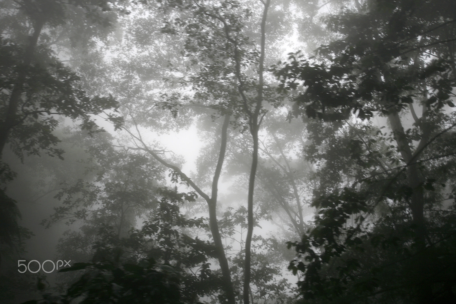 Canon EOS 5D + Canon EF 16-35mm F2.8L USM sample photo. South america venezuela choroni nature, forest photography