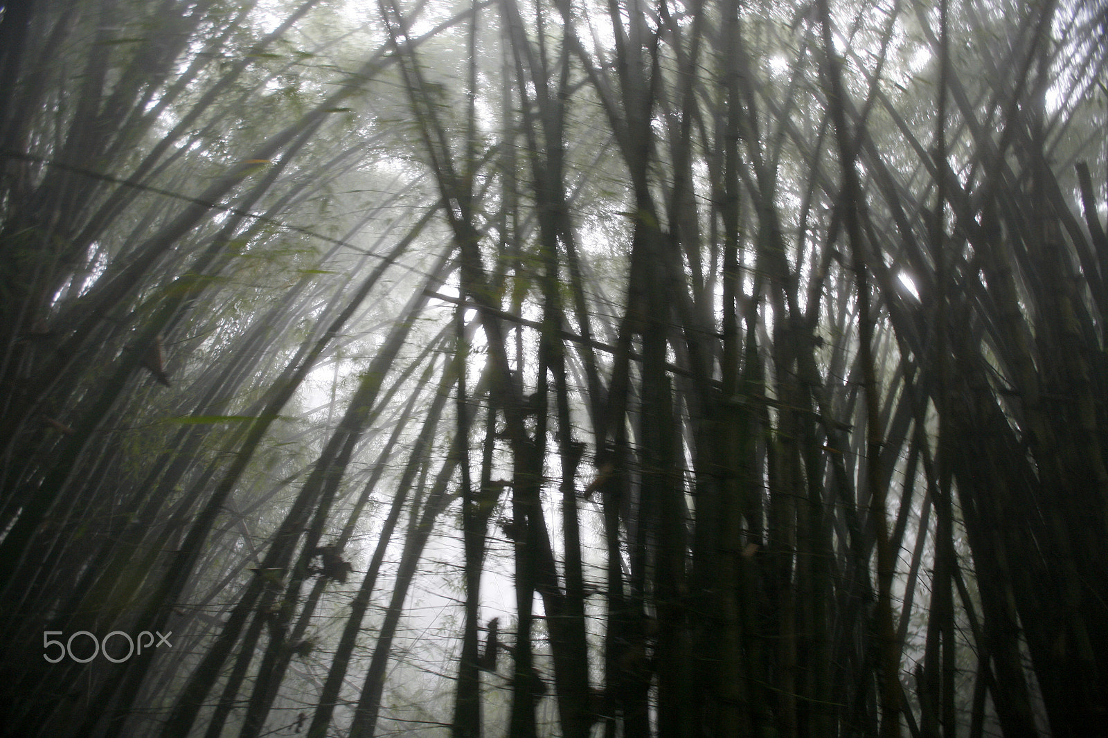 Canon EOS 5D + Canon EF 16-35mm F2.8L USM sample photo. South america venezuela choroni nature, forest photography