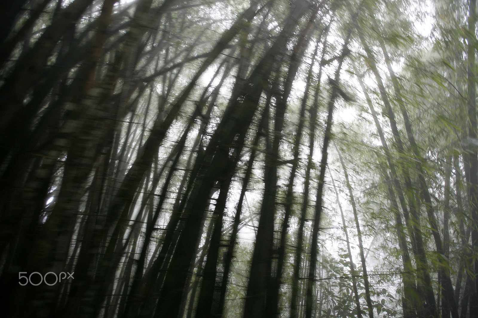 Canon EOS 5D + Canon EF 16-35mm F2.8L USM sample photo. South america venezuela choroni nature, forest photography