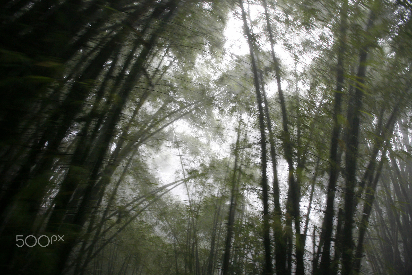 Canon EOS 5D + Canon EF 16-35mm F2.8L USM sample photo. South america venezuela choroni nature, forest photography