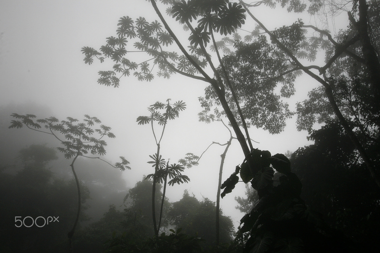 Canon EOS 5D + Canon EF 16-35mm F2.8L USM sample photo. South america venezuela choroni nature, forest photography